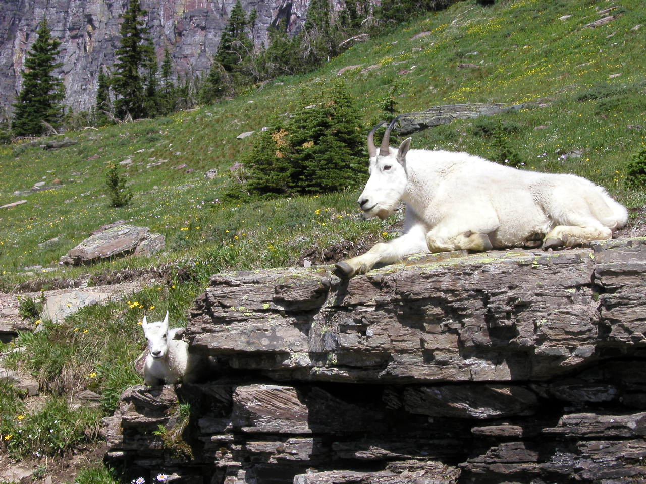 Goats - Glacier National Park